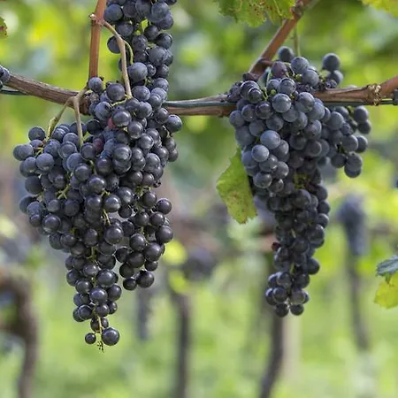 Fattoria L'amorosa Sementina