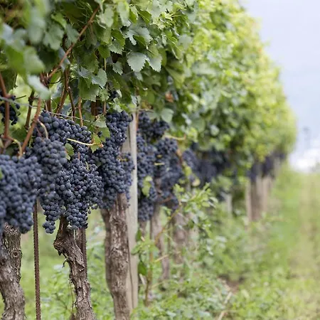 ホテル Fattoria L'amorosa